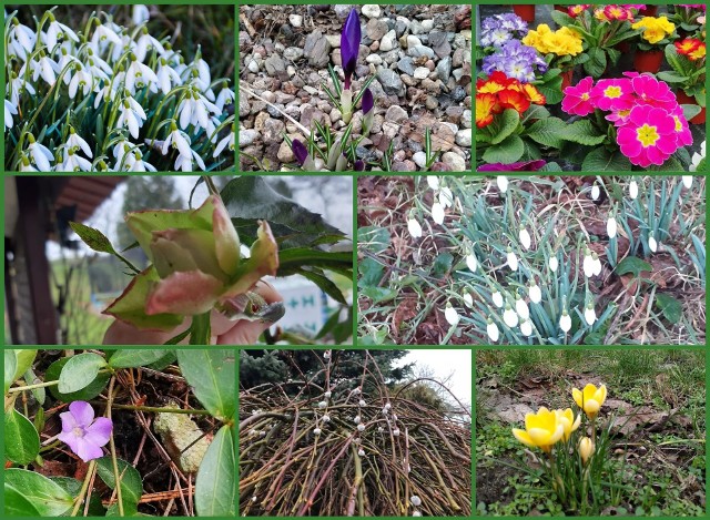 Piękne zdjęcia śladów wiosny w powiecie od naszych Czytelników