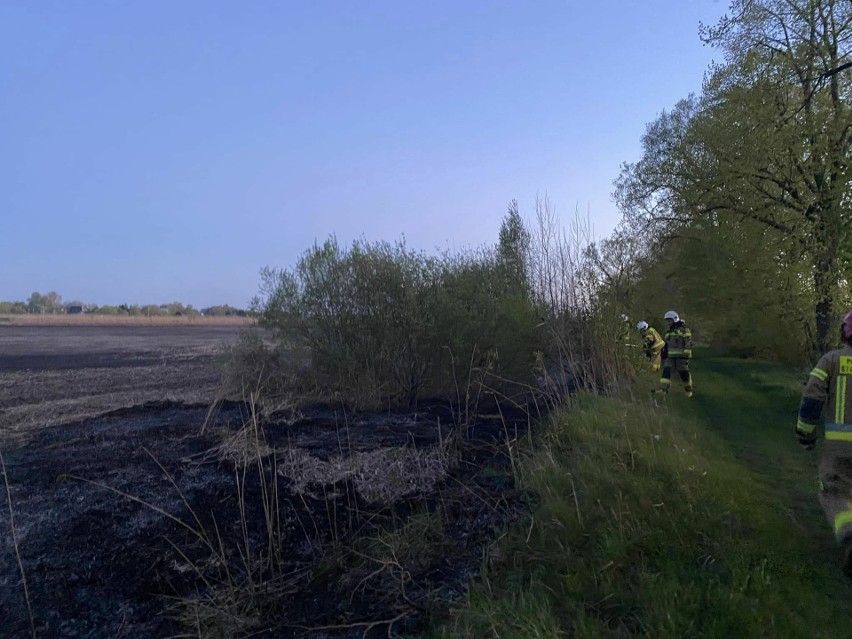 Pożar trzciny przy stawach hodowlanych w miejscowości Knyszyn-Zamek