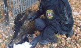 Ranna sarna i chory lis w Toruniu! Dzikie zwierzęta odłowił Animal Patrol