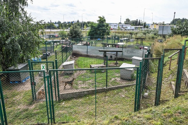 Nieprawomocny wyrok głosi, że grzywna i nawiązka na rzecz bydgoskiego schroniska ma wynieść 1000 złotych.