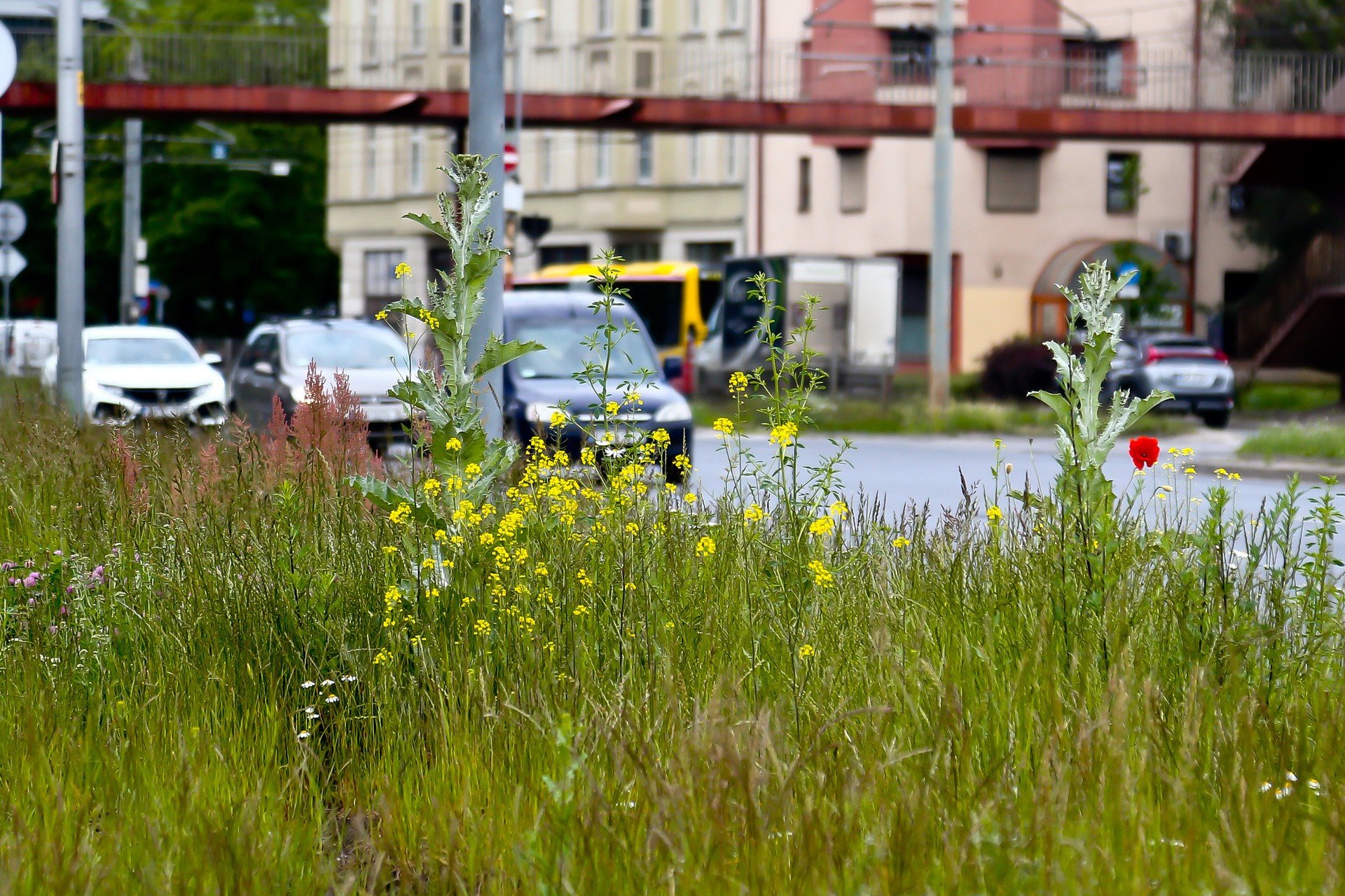 Koszenie trawy we Wrocławiu. Sprawdź, czy będą ją kosić na Twojej ulicy.  Harmonogram | Gazeta Wrocławska