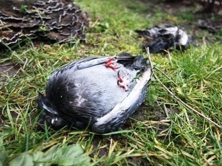 Martwe ptaki leżały na trawniku kilka dni.