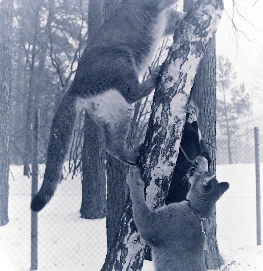 Pumy na pniach drzew gdańskiego ZOO wiosną 1976 r.