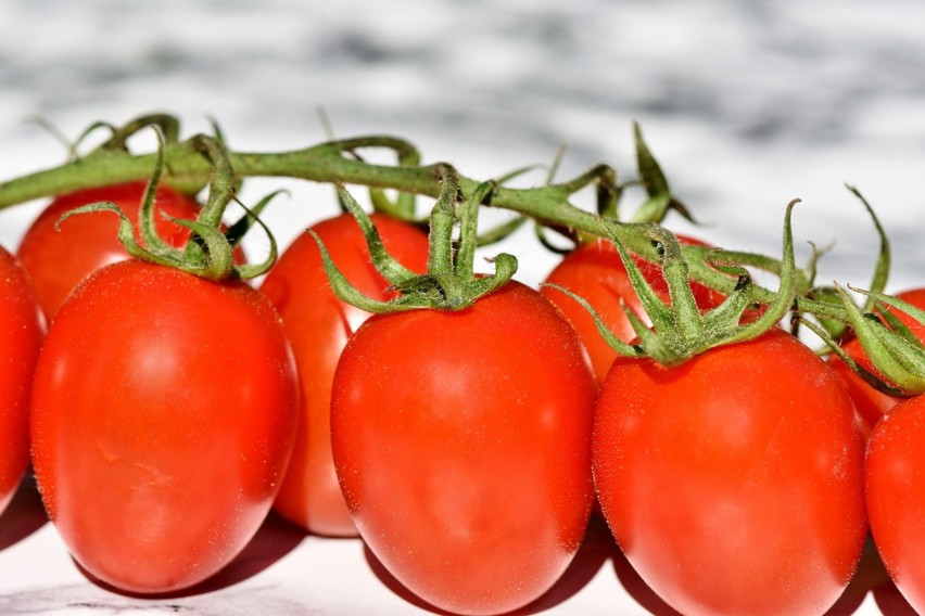 Na przecier pomidorowy najlepsze będą pomidory o wydłużonym...