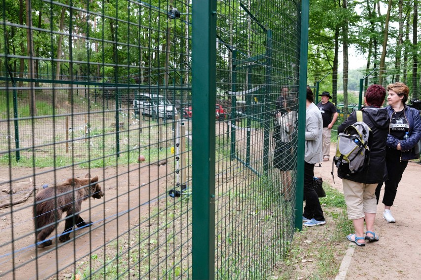Nowe Zoo: Niedźwiadka Cisna miała gości z Bieszczad
