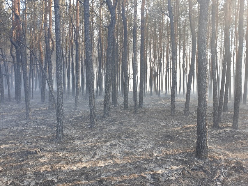 Wielki pożar lasów pod Przysuchą. Płonęło 20 hektarów lasu