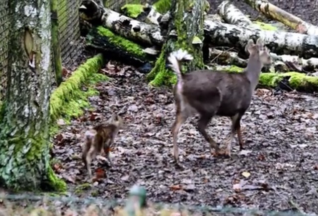 W poznańskim zoo urodził się jeleń, którego w Europie zobaczysz tylko w Poznaniu i Berlinie