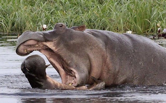 Hipopotamy są uznawane za jedne z najniebezpieczniejszych zwierząt. Zdjęcie ilustracyjne