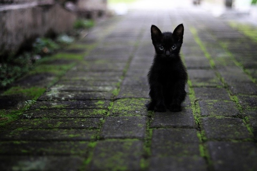 Czarny kot przebiegające nam drogę to chyba najbardziej...