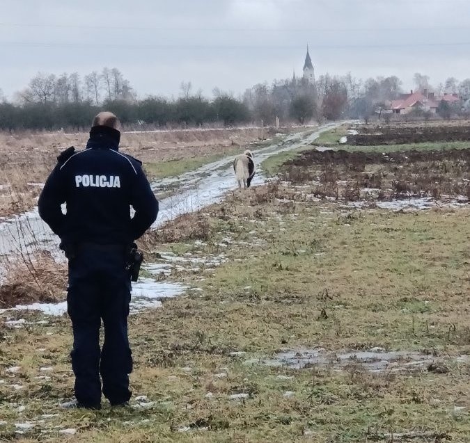 Zaginiony kucyk wrócił do właściciela dzięki policjantom z Gorzyc  