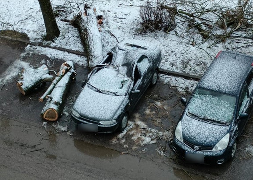 Przy ul. Bałtyckiej w Koszalinie drzewo spadło na kilka aut