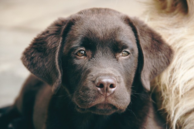 Labrador, dalmatyńczyk, pudel... Te rasy psów uznawane są najmądrzejsze. Jakie jeszcze wyróżnili badacze? Sprawdź w naszej galerii najmądrzejsze rasy psów.Szczegóły na kolejnych slajdach >>>