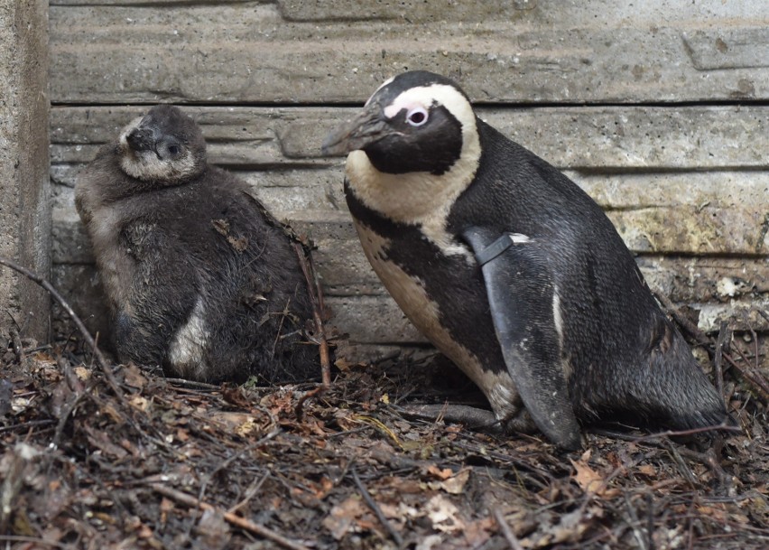 Tej jesieni rodzina pingwinów z łódzkiego zoo powiękwszyła się o cztery młode ptaki