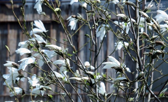 Symbolem wiosny w Szczecinie są nie tylko wszechobecne krokusy. Na to miano dużo wcześniej zasłużyły magnolie, których pąki właśnie otwierają się.