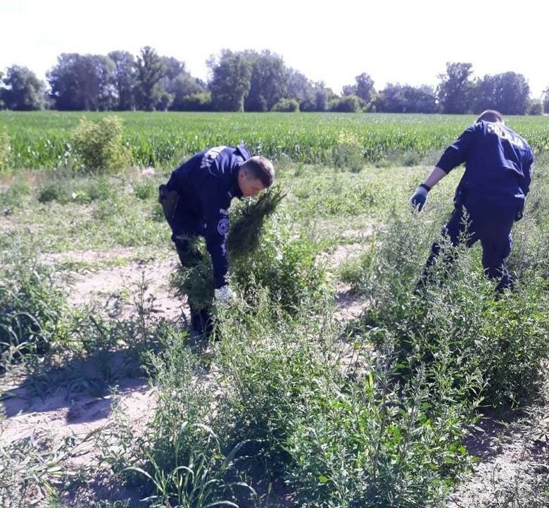 "Plantacja" marihuany w Ciechocinku: śledztwo umorzone! Rolnik Marcin K. oddycha z ulgą