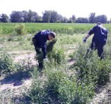 "Plantacja" marihuany w Ciechocinku: śledztwo umorzone! Rolnik Marcin K. oddycha z ulgą