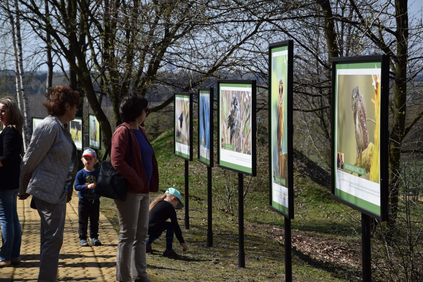 Śląski Ogród Botaniczny. Międzynarodowy Dzień Ptaków