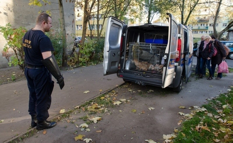 Psy zostały wyłapane i przewiezione do schroniska.