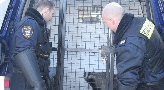 Paweł Wojciechowski (z lewej) i Marcin Hałajdziak z borsukiem, który wywieziony do Klamer nie miał ochoty opuszczać samochodu 