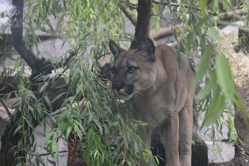 Puma Nubia w Śląskim Ogrodzie Zoologicznym Zobacz kolejne...