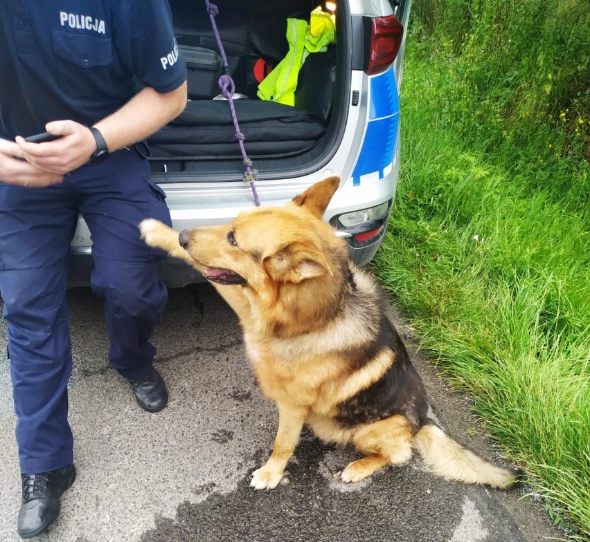 Policjanci szukają właściciela prawdopodobnie porzuconego na pastwę losu psa
