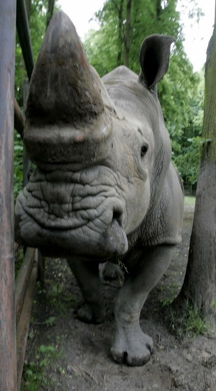 Nosorożce z poznańskiego Nowego Zoo.