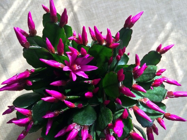 Grudniki to niezwykle wdzięczne rośliny do domowej uprawy. Podobnie, jak ich kuzyni - kaktusy wielkanocne (na zdjęciu).