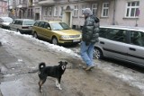 Zwierzęta brudzą, a koszy nie ma. Mieszkańcy chcą pojemników na psie odchody 