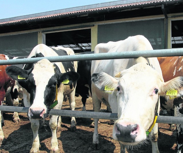 Rolnicy z województwa podlaskiego w dalszym ciągu otrzymywali za mleko najwyższą cenę w kraju – 149,50 zł/hl