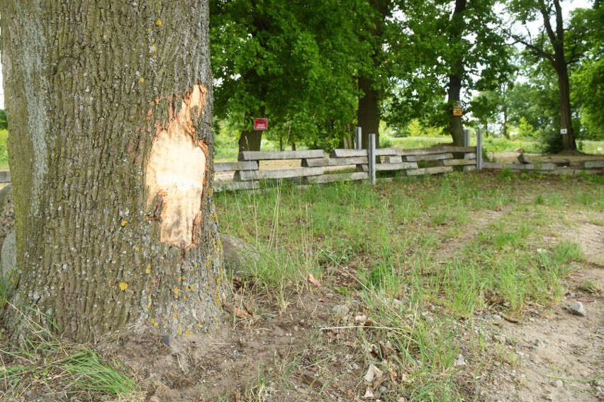 Tragiczny wypadek wydarzył się na drodze między Żabicami, a...