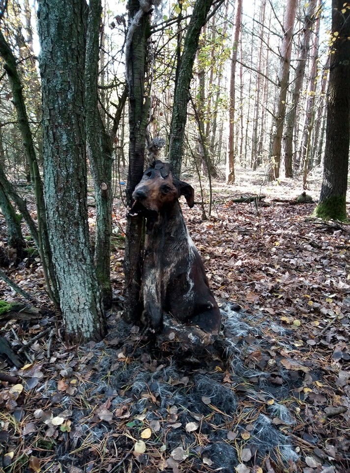Martwy pies przywiązany w lesie. Konał w męczarniach z głodu. Jest nagroda za znalezienie sprawcy [uwaga, drastyczne zdjęcia]