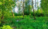 Zakaz wstępu do lasów w gminach Różan i Goworowo (do końca maja 2024). Nadleśnictwo Pułtusk prowadzi oprysk przeciw szkodnikom