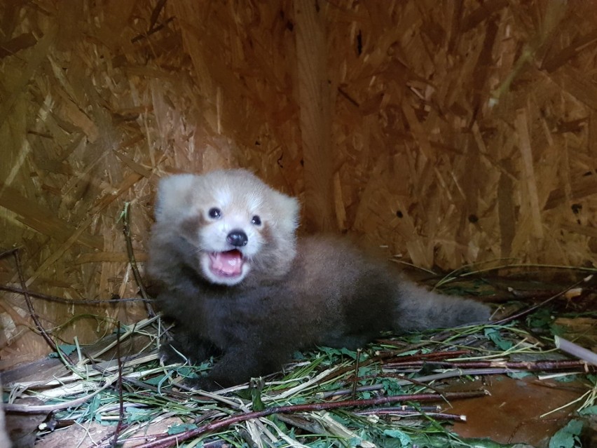 W łódzkim ogrodzie zoologicznym urodziła się panda mała