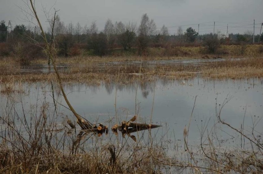 Gwda wylała w Pile - Rzeka przekroczyła już stan alarmowy o...