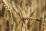 Ceny zbóż w Polsce 2020 - ile kosztują w skupach i internecie? Sprawdzamy, ile płacą w skupach, jakie ceny w internecie