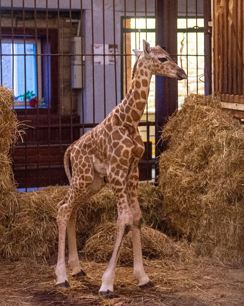 Domino, młoda żyrafa, urodziła się niespełna miesiąc temu....