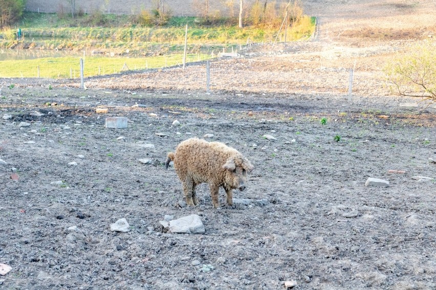 Skrzyżowanie świni i owcy? Nietypowe zwierzęta hoduje rolnik niedaleko Krempnej. Mięso z Mangalic jest zdrowsze niż tran! [FOTO]