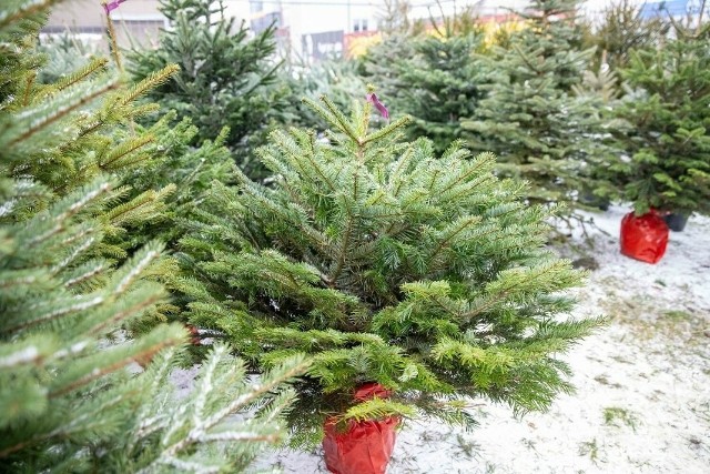 Na krwiodawców będą czekać 15 grudnia świeże, pachnące choinki. To dar od leśników.