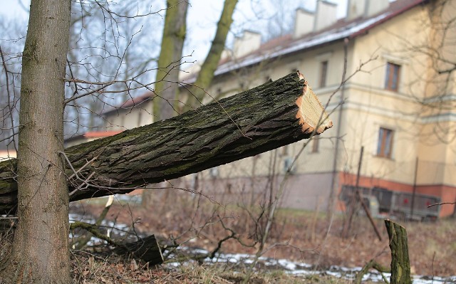 Ciężki sprzęt pracował wczoraj od rana. Ścinane były wierzby, klony, olchy czy kasztanowce. W ich miejsce powstaną m.in korty tenisowe. Zieleń zostanie nasadzona dopiero w 2019 roku