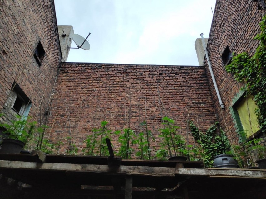 Plantacja marihuany na dachu posesji w Katowicach. W odkryciu plantacji pomógł policyjny dron ZDJĘCIA