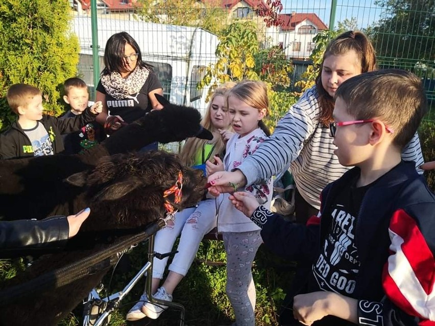 Wyjątkowa lekcja przyrody w Specjalnym Ośrodku Szkolno-Wychowawczym w Starachowicach. Dzieci zobaczyły z bliska... alpaki! [ZDJĘCIA]