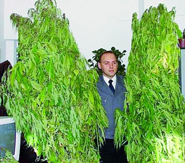 Takie dorodne rośliny potrafią wyprodukować suwalscy producenci marihuany. Krzysztofa Kapustę, oficera prasowego policji, ledwo zza nich widać.