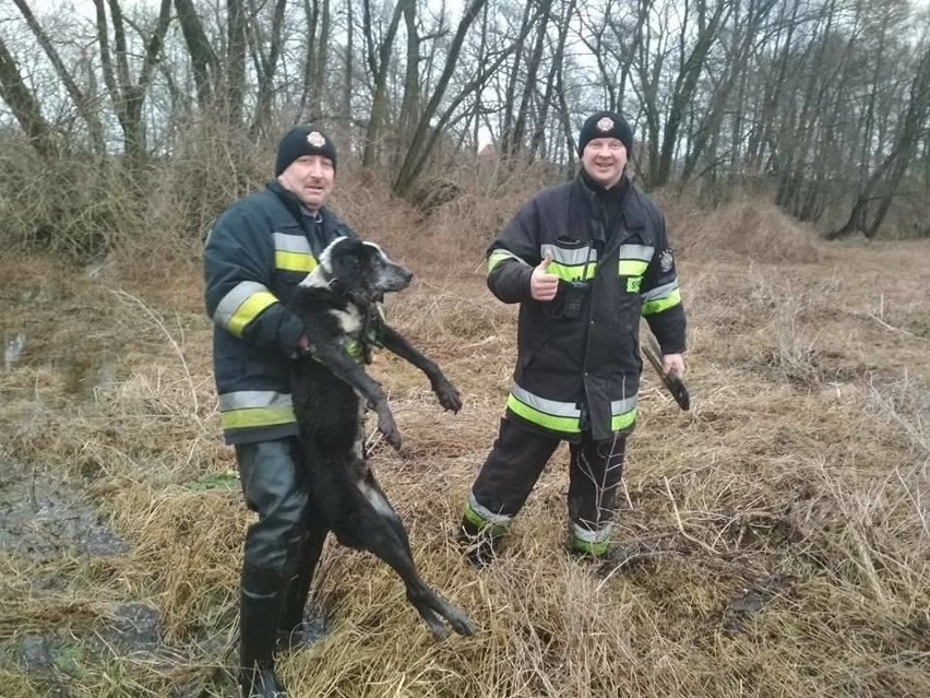 Druhowie z Pruszcza uratowali tonącego psa. Podkreślają, że każde życie jest dla nich ważne
