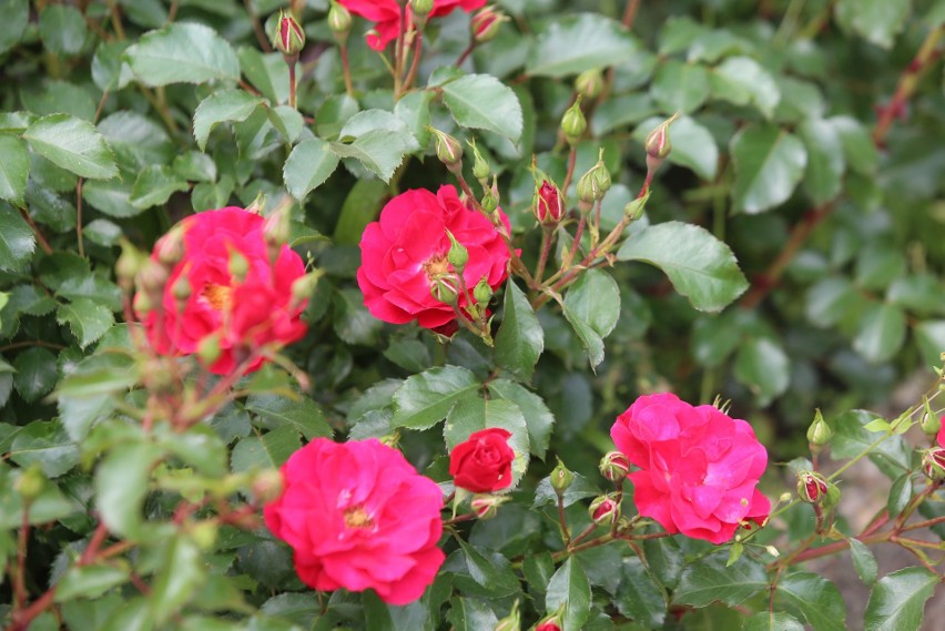 W Rosarium Parku Śląskiego zakwitły róże. Jest tu pęknie!...