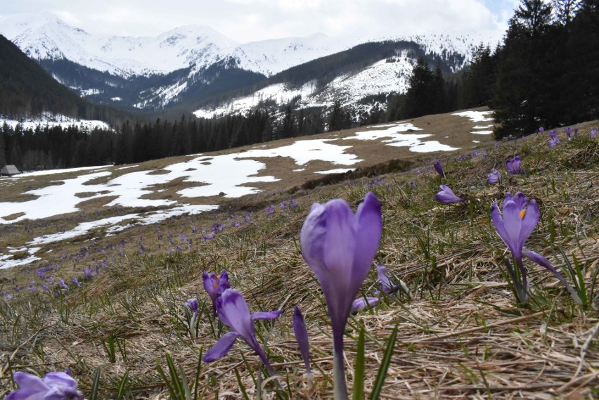 Tatry. Będzie najazd na krokusy. TPN szykuje patrole, które będą pilnowały kwiatów