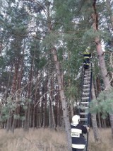 Strażacy ratowali kota, który "utknął" na drzewie (ZDJĘCIA)
