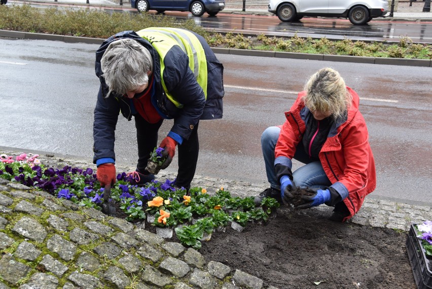 Sadzenie 11,5 tys. kwiatów potrwa do 5 kwietnia.