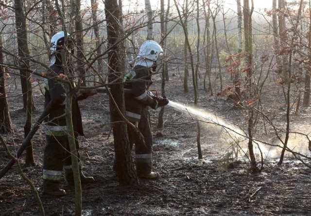 Ogień został opanowany po około dwóch godzinach, ale jeszcze przez kilka następnych strażacy dogaszali płonący las.