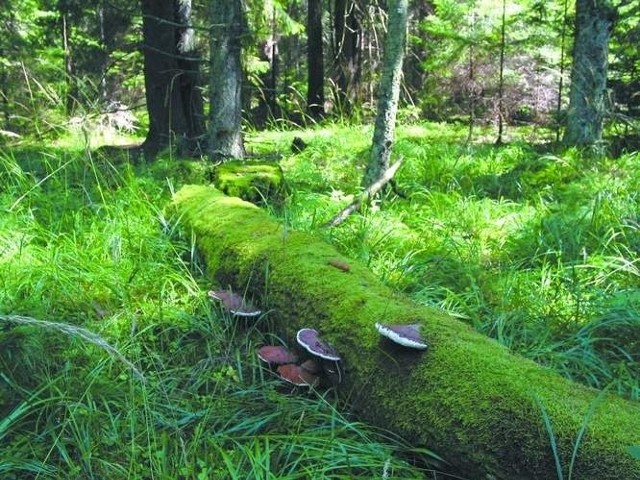 Ekolodzy rozbili obóz w Białowieży.