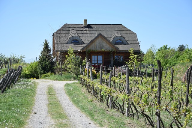 Zza winorośli wyłania się piękny dom właściciela winnicy.